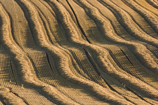 Harvest Straw Lines