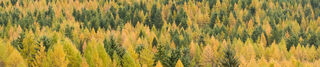 Mixed Woodland on Hillside
