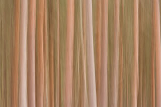 Pine Trunk Blur 1