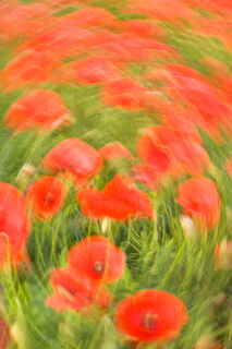Poppy Impression No.3