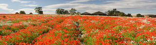 Poppy Panorama