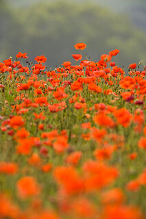 Poppy Field