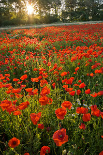 Poppy Field Sunrise