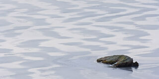 Rock in Frozen Loch