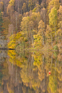 Silver Birch Reflections