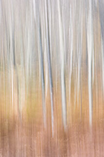 Birch and Bracken Blur