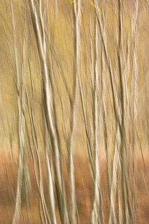 Birch and Bracken Blur No.2