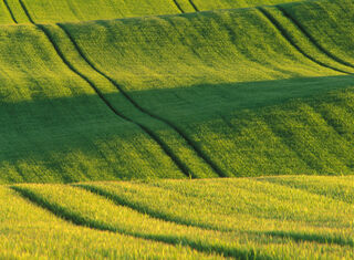 Ripening Barley Field
