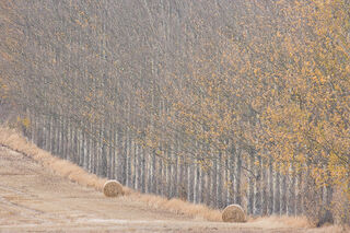 Autumn Harvest