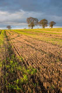 Stubble Field Sunrise