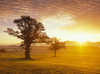 Golden Sunrise