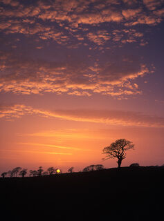 Sunset Tree