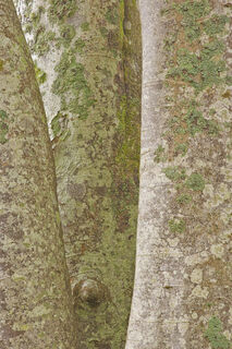 Three Trees