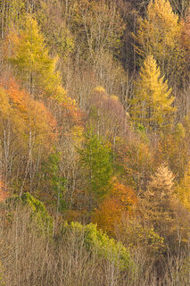 Autumn Tapestry