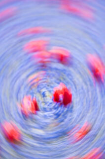 Tulip Swirl