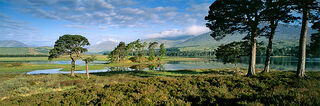 Caledonian Pines