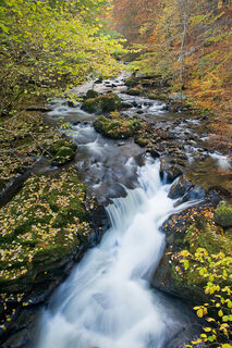 Urlar Burn in Autumn No.3