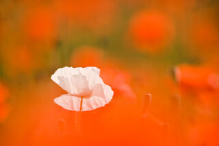 White Poppy