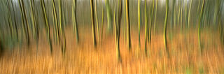 Beech Wood Blur