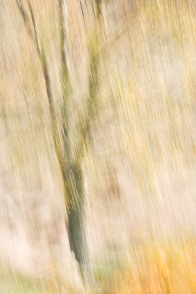 silver birch, birch, rannoch, perthshire, scotland, exposure, impression, harmony, yellows, golds, sense of place, blur, photo
