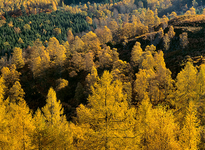 autumn, gold, trees, glow, hillside, dunkeld, perthshire, scotland, conifers, autumnal, wooded, backlighting, golden, photo