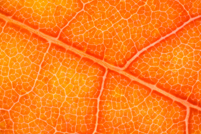 autumn, leaf veins, abstract patterns, orange, macro photography, photo