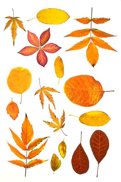 autumn. leaves, diversity, colours, color, structure, scotland, collection, photo