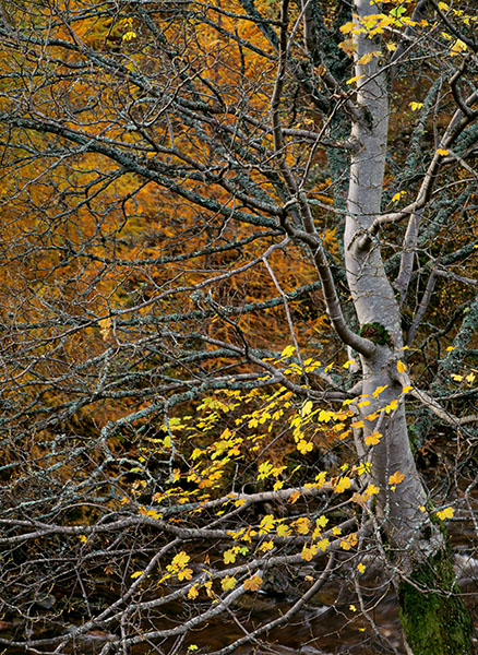 leaves, trees, branches, overcast, glen lyon, perthshire, scotland, autumn, photo
