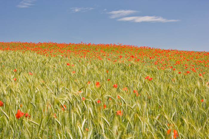barley, poppy, poppies, northumberland, england, landscape, photo