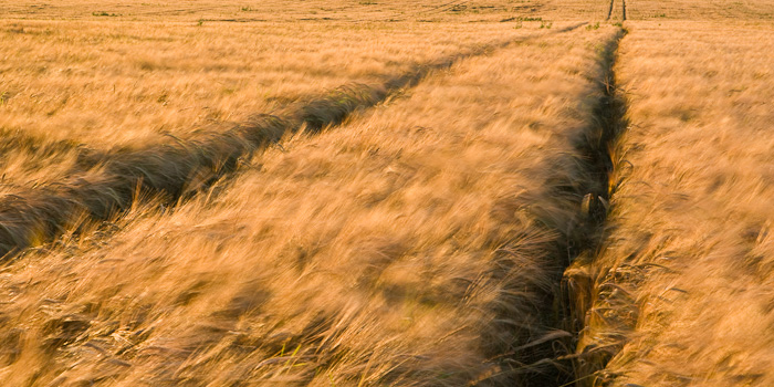 barley, filed, tracks, golden, glow, panoramic, graphic, image, composition, angus, scotland, photo