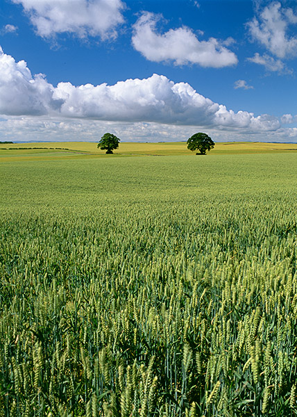 clouds, summers day, wheat, crop, farm landscape, angus, scotland, ripening, two trees, photo