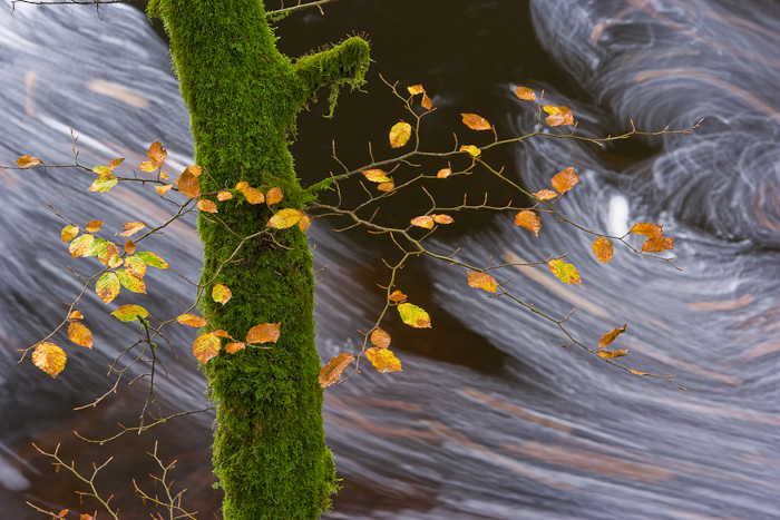 flowing, stillness, leaves, mossy, tree, trunk, swirling, patterns, composition, autumn, river, photo
