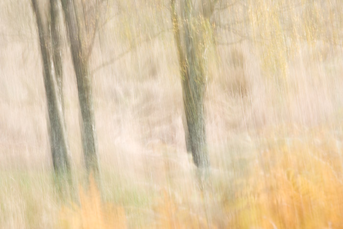 autumn, dream, panning, camera, exposure, movement, impressionistic image, reality, perthshire, scotland, photo
