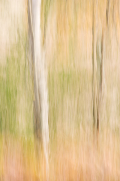 trees, blur, abstract, image, rannoch, perthshire, scotland, photo