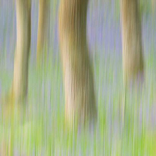 bluebell, wood, abstract, square, pictures, composition, blur, panning, oak, tree, trunk, scotland, perthshire, photo