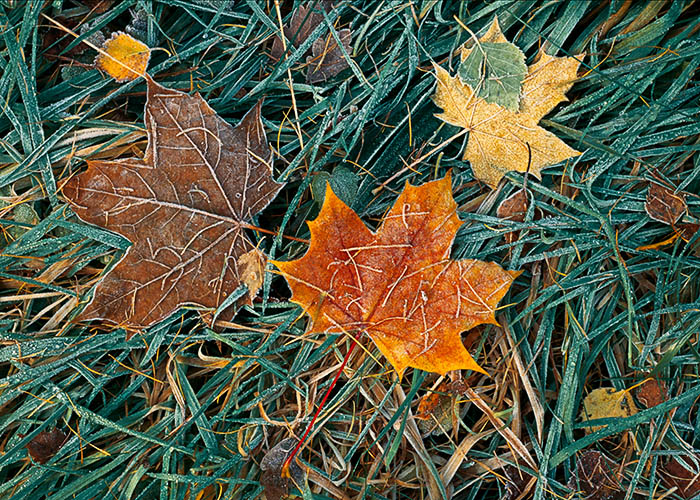 autumn leaves, frost, angus, scotland, frosted, photo