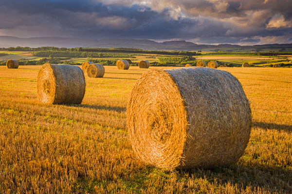 harvest, hay, bales, golden glow, perthshire, low angled light, farmlands, photo