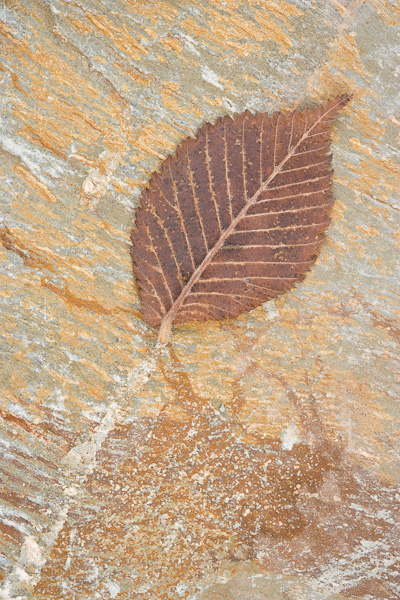 leaf, rock, slab, image, palette brown, contrast, dunkeld, perthshire, photo