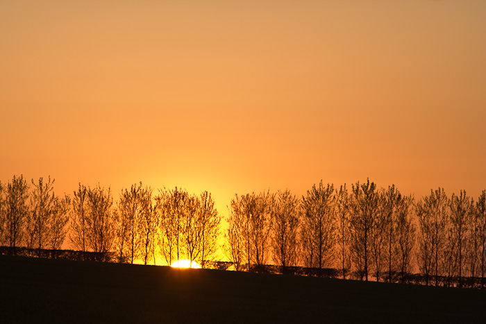 spring, trees, sunrise, silhouette, orange, angus, scotland, sun, photo