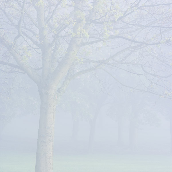 trees, mist, parkland, spring, morning, image, soft light, separation, dundee, scotland, calm, muted, palette, ambience, photo