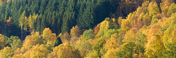 forests, image, coniferous, deciduous, conifer, colourful, contrasts, visual, perthshire, scotland, photo