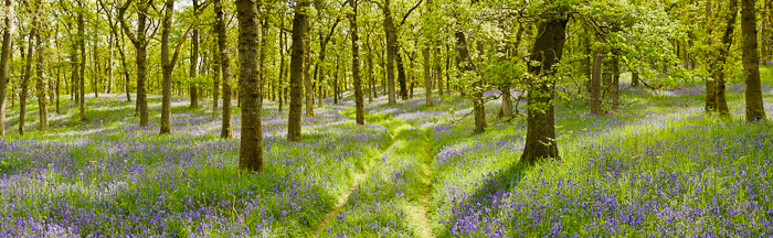 bluebell, wood, perthshire, scotland, spring colours, smells, photo