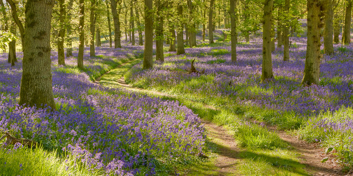bluebell wood, bluebell, oak, wood, spring, flowers, calm, colours, unbelievable, woodland, perthshire, scotland, photo