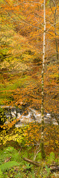 river, autumnal, autum, forest, vertical, panoramic, format, trees, conceal, aberfeldy, perthshire, scotland, photo
