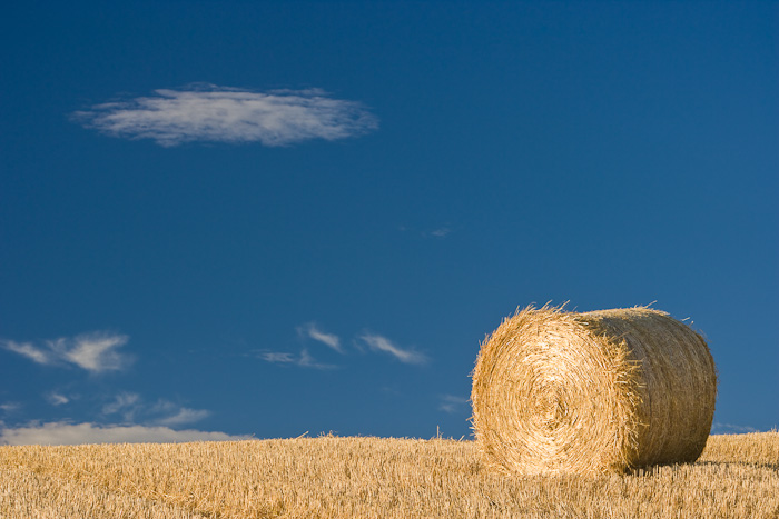 straw, hay, bales, fields, harvest, crops, agricultural, angus, scotland, photo