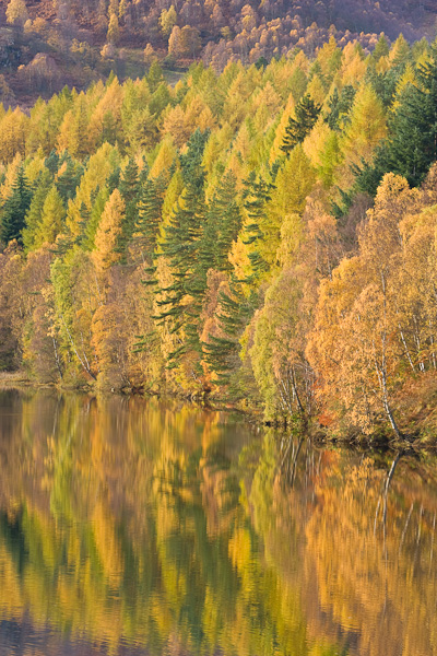 autumn, gold, loch, color, image, faskally, pitlochry, perthshire, photo