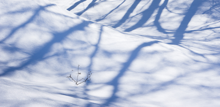 snow, trees, shadows, isolated, winter, snowy, photo