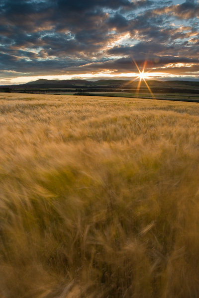 windswept, slow shutter, setting sun, barley, field, clouds, glowing, colour, windy, angus, scotland, photo