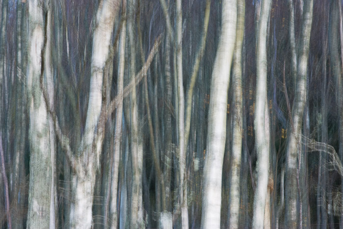 winter, silver, birch, white, tree, trunks, blur, angus, scotland, photo