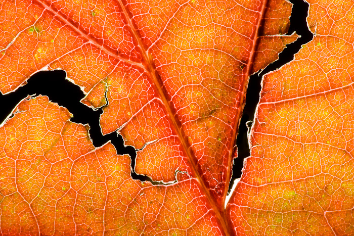 I often enjoy creating abstract close up images leaf vein patterns, particularly in the autumn. It reveals another world of structure...